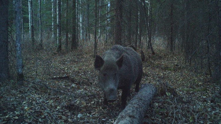 Wild boar facing the camera behind a fallen log in the forest