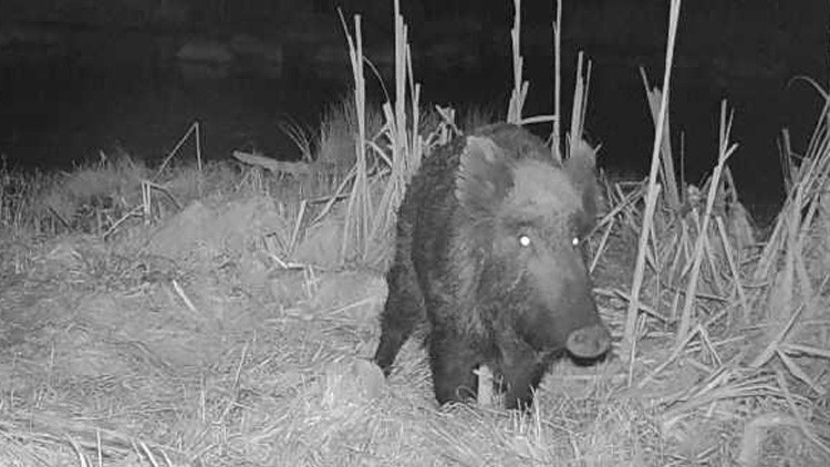 Wild boar facing the camera in a clearing in the forest at night