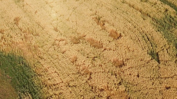 Aerial view of a crop with sections that aer flattened due to wild boar activity