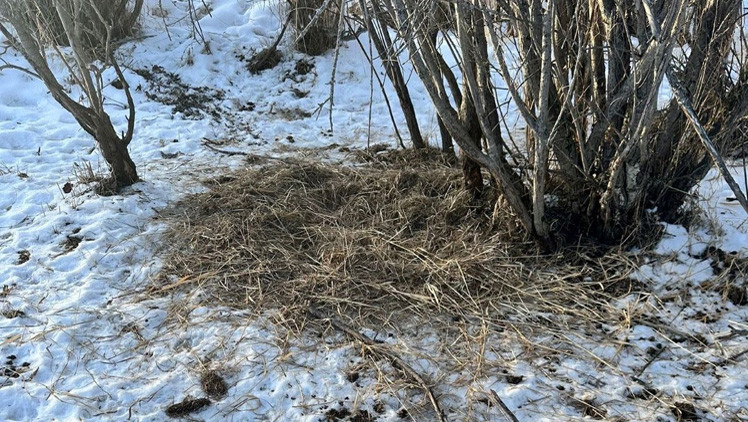 Wild boar nest - large, spread out pile of broken twigs on snow covered ground near a large, leafless bush