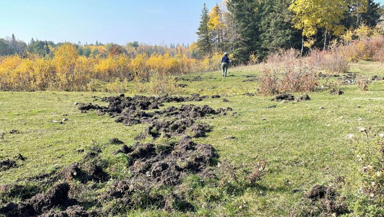 A trail of ripped up grass, exposing the dirt underneath with trees and blue sky in the background