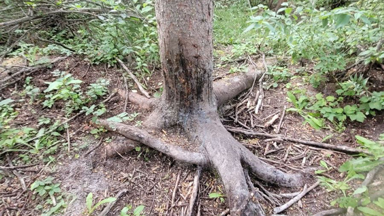 Tree with exposed roots - bark is stripped from the foots of the tree to about 30 centimetres up the tree