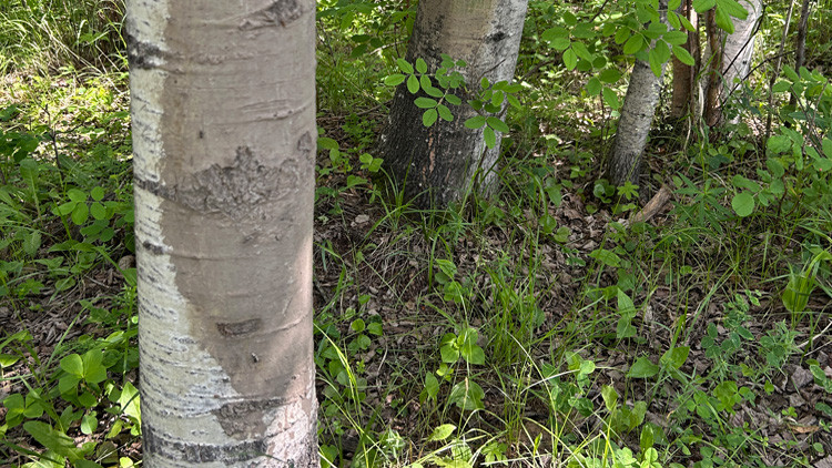 Mud rubbed against the side of a poplar tree, resulting in a darker section on the trunk