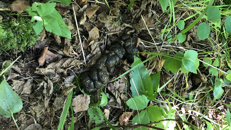 Round clumps of fresh wild boar scat in an oblong shape laying on brown and green grass and leaves