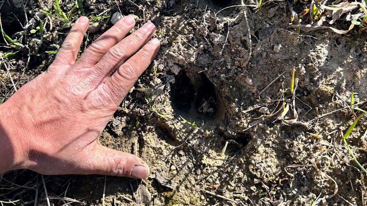 Cloven hoot imprint in soft dirt with a hand beside it, for size comparison
