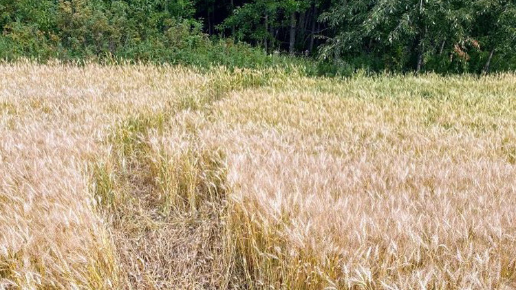 A trail through a crop that curves into a forest, showing the path left by wild boar