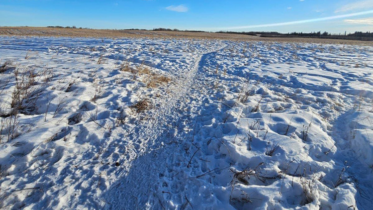 Straight path of trodden snow from hoofprints of wild boar in a snow-covered field