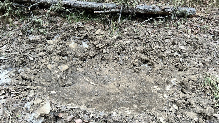Smooth, clear dirt section of ground around rougher dirt with dried leaves, pieces of wood and dried grass left by a wild boar wallowing in mud