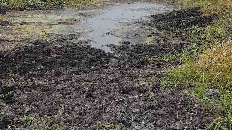 rough section of mud near standing water sitting on mud, with grass to the right of the photo