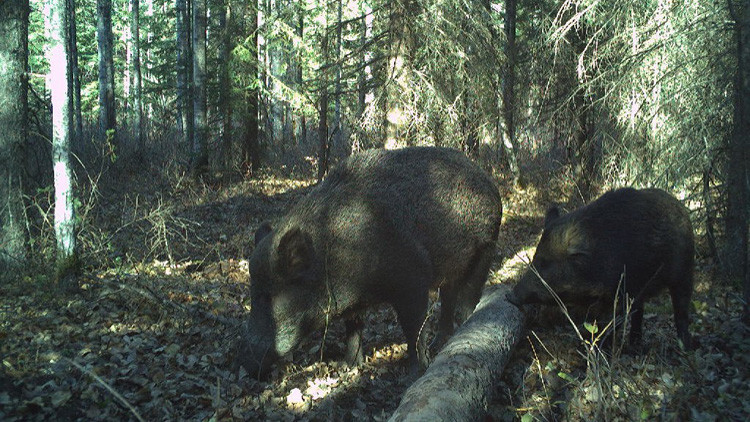 Two wild boars, one larger than the other, both facing to the left with a fallen tree in between the two