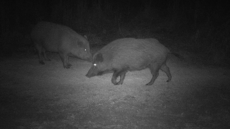 Two wild board facing each other in a clearing at night