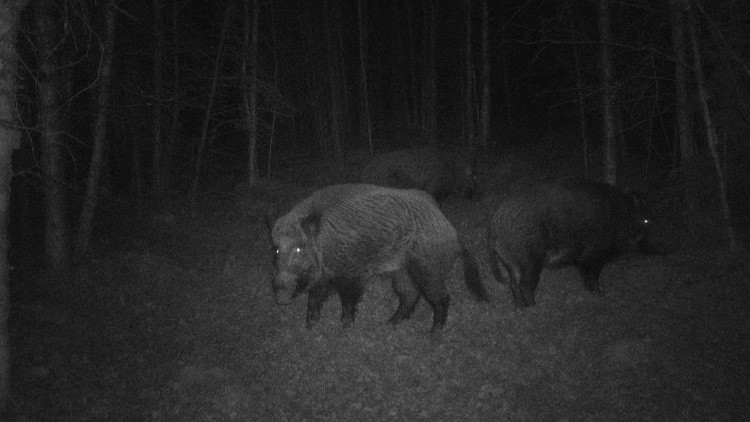 A group of three wild boars in a clearing in the forest, taken at night