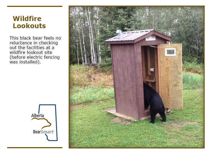 wildfire lookout slide 2 - black bear invading an outhouse