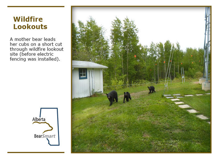 wildfire lookout slide 3 - mother bear leads cubs through a wildfire lookout site