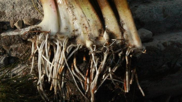 Photo of close-up of flowering rush roots.