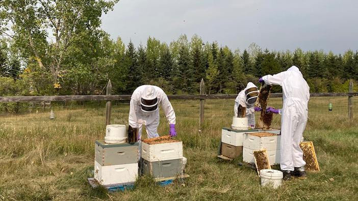 Photo of Bee health assurance team inspecting colonies