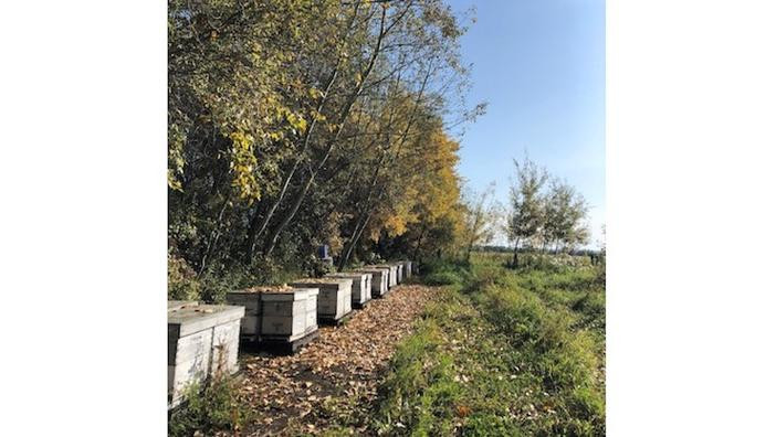 Photo of an apiary in the fall