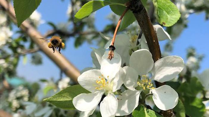 Photo of a Crab apple pollination by honey bee