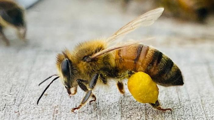 Photo of Honey bee with full pollen basket