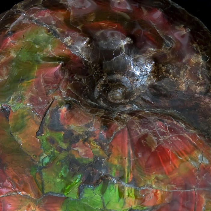 Close-up photo of ammolite