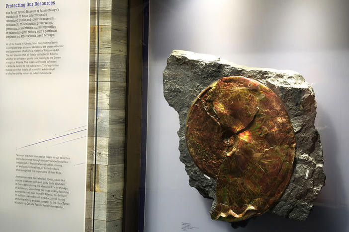 Ammolite on display at the Royal Tyrell Museum