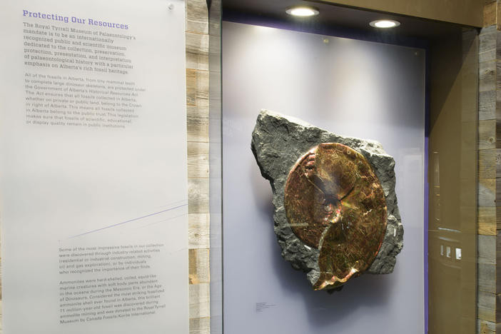 Image of ammolite on display at the Royal Tyrrell Museum