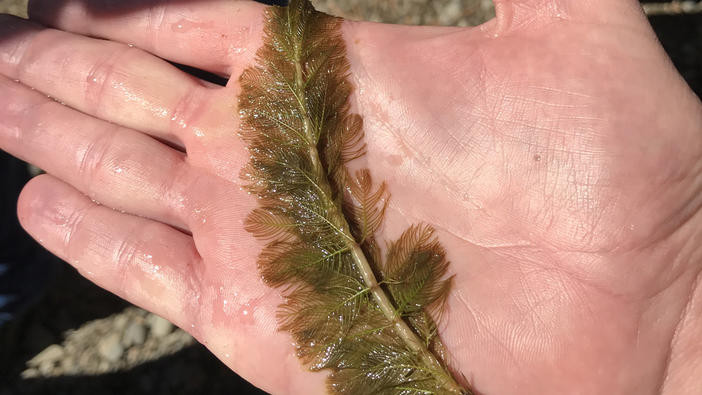 Eurasian watermilfoil stem fragment in hand.