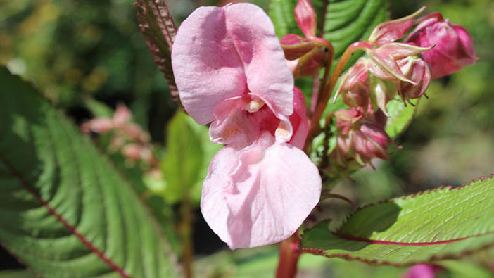 Himalayan balsam flower from front view