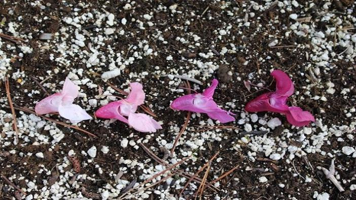 Himalayan Balsam flowers on ground from white to pink.