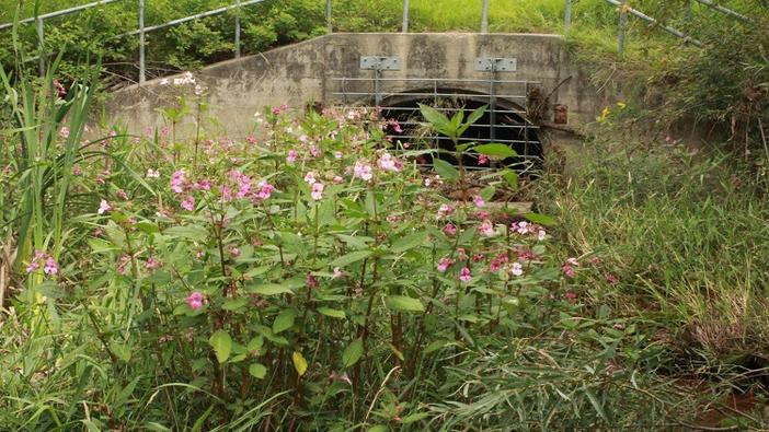 Himalayan Balsam stand in front of grated concrete canal.