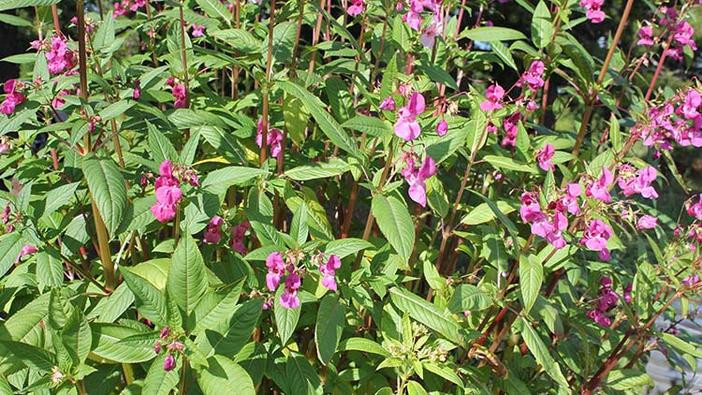 Large stand of Himalayan Balsam with purple flowers.