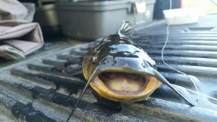 A fish sitting on a tailgate, with its mouth open and whiskers protruding from top lip