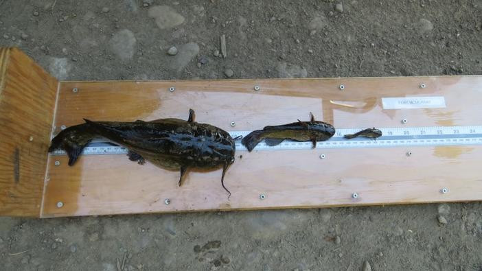 Three different size fish on a measuring board
