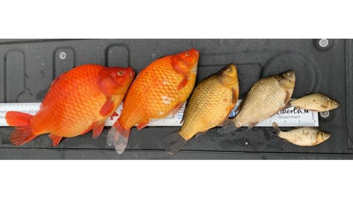 Goldfish, ranging from orange to silver, lined up on a measuring tape