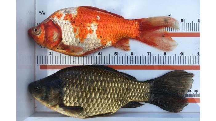 A koi fish and a silver goldfish placed lengthwise along a ruler
