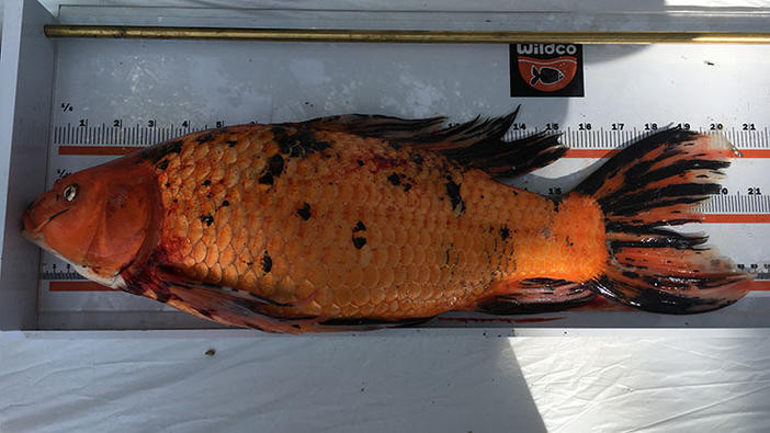 A large orange koi laying on its side on a ruler