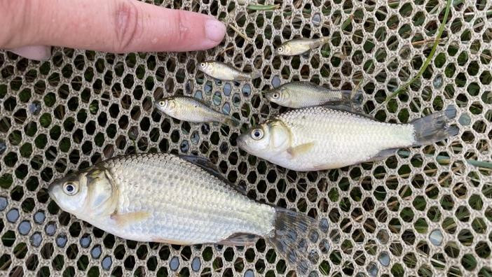 Small Prussian carp in a net being compared to a finger for size