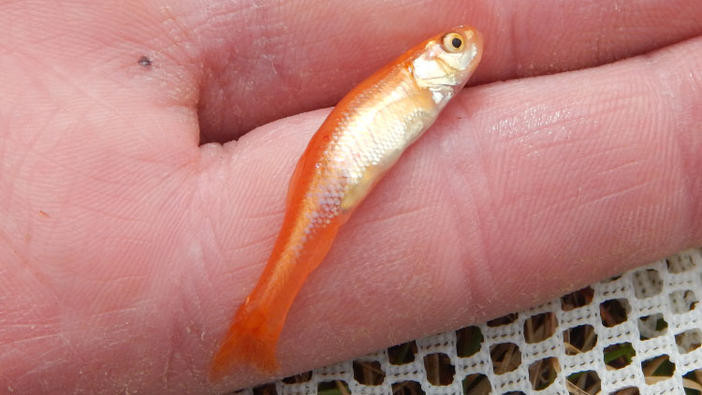: Side view of a rosy red minnow on a hand