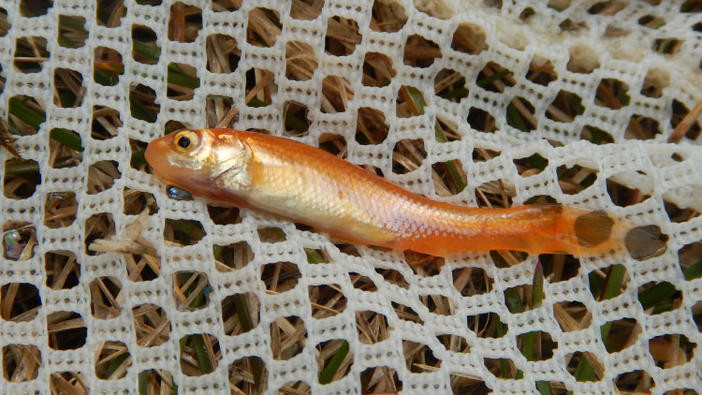 Side view of a rosy red minnow on a net