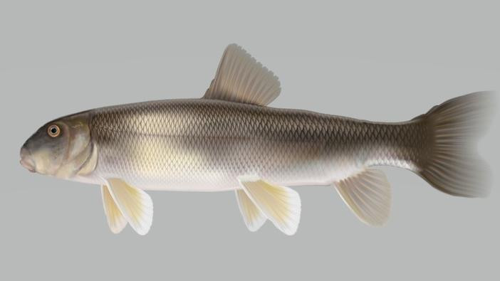 Side view illustration of a white sucker fish
