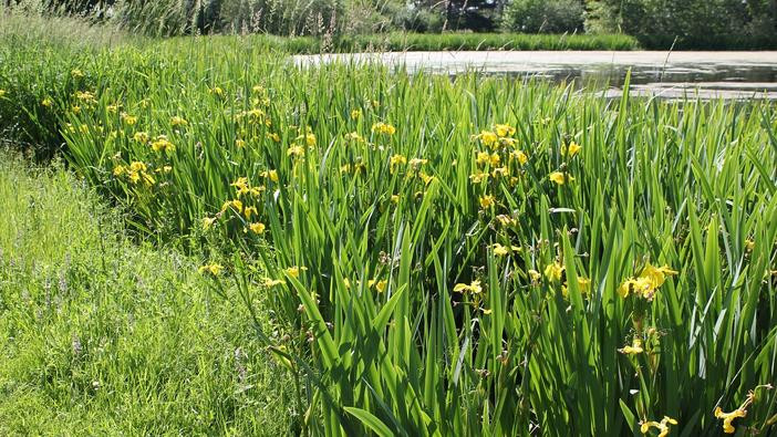 Strip of pale yellow iris beside a pond.