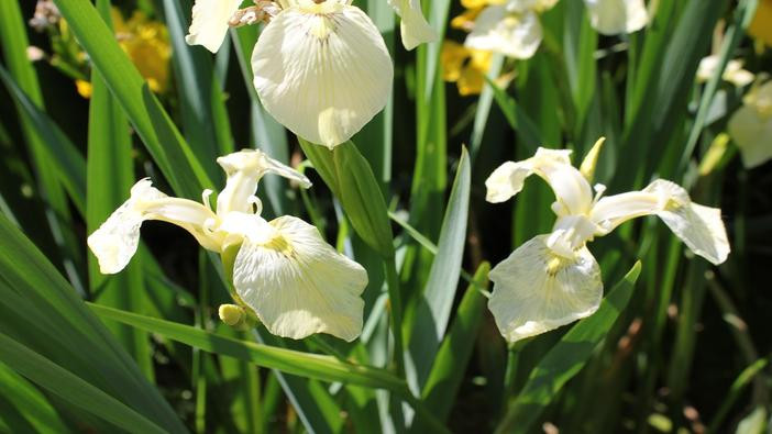 White coloured pale yellow iris flowers
