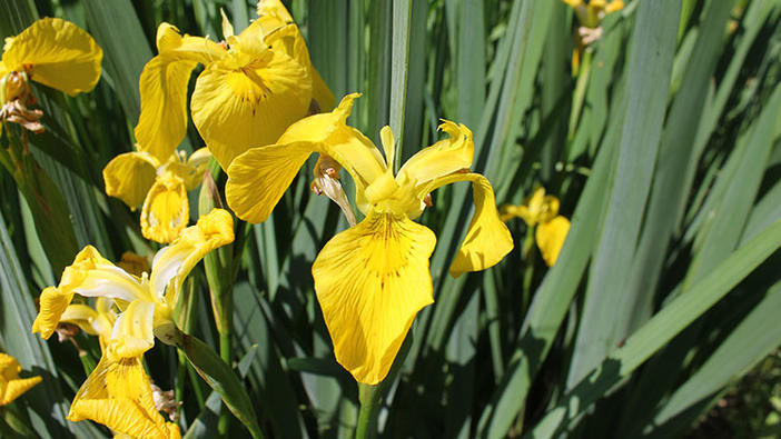 Close up of Pale yellow iris flowers with brown markings.