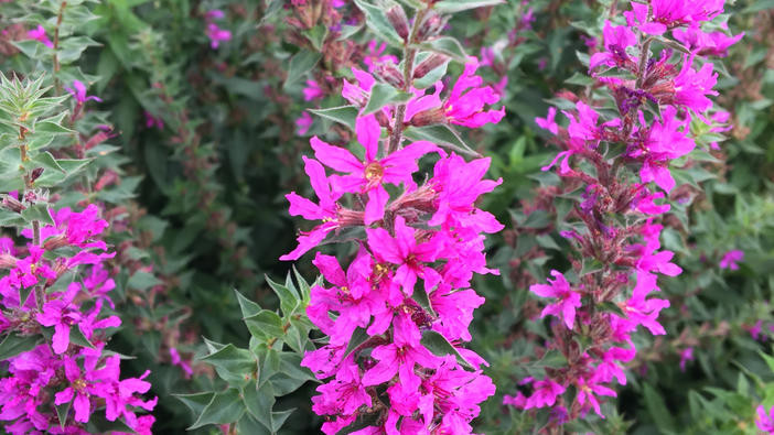 Flowers from the purple loosestrife