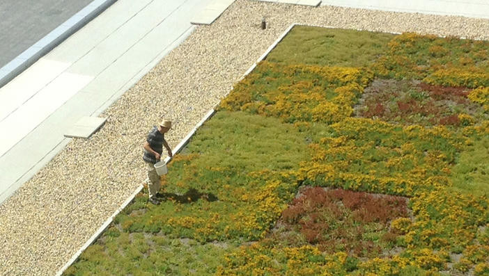 A gardener on top of a green roof.