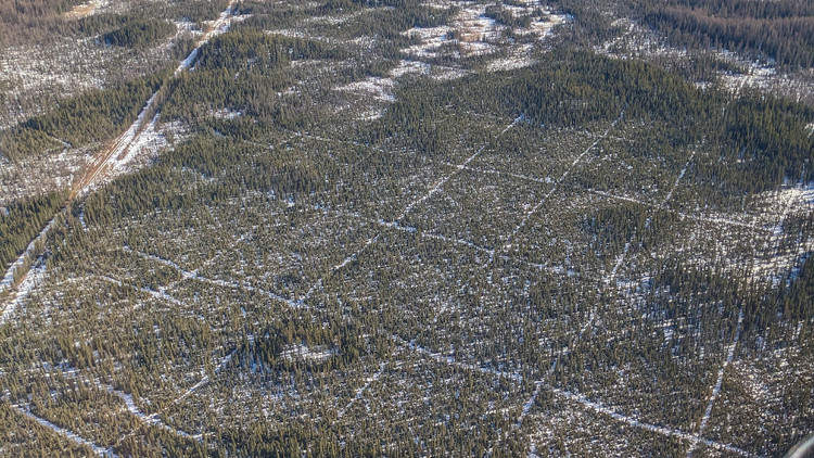 An aerial view of a boreal forest in winter, crossed by a grid of legacy seismic lines.