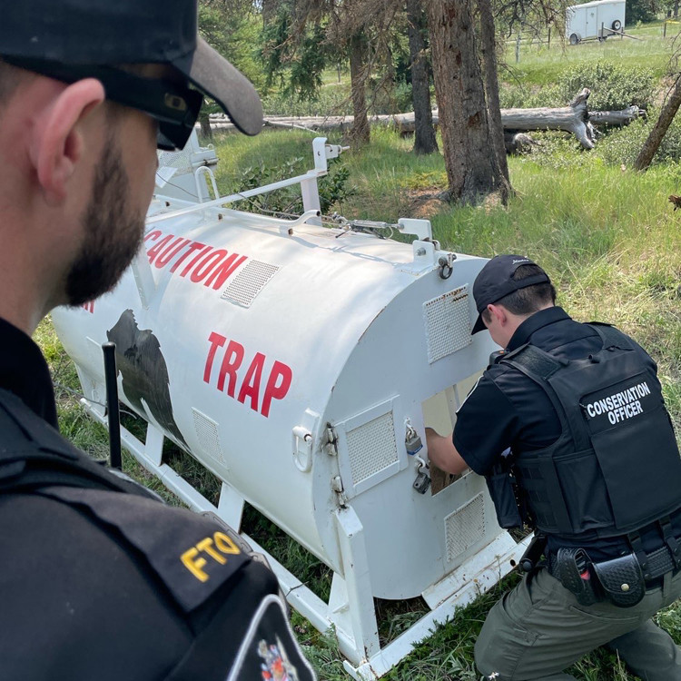 Conservation officers setting a bear trap to support the safety and well-being of both wildlife and the public.