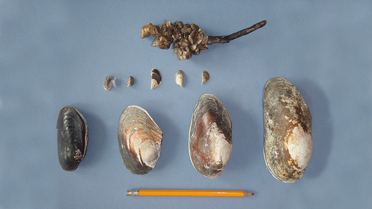 Image of size comparison featuring small invasive quagga and zebra mussels next to Alberta's native mussels, which are much larger on average.