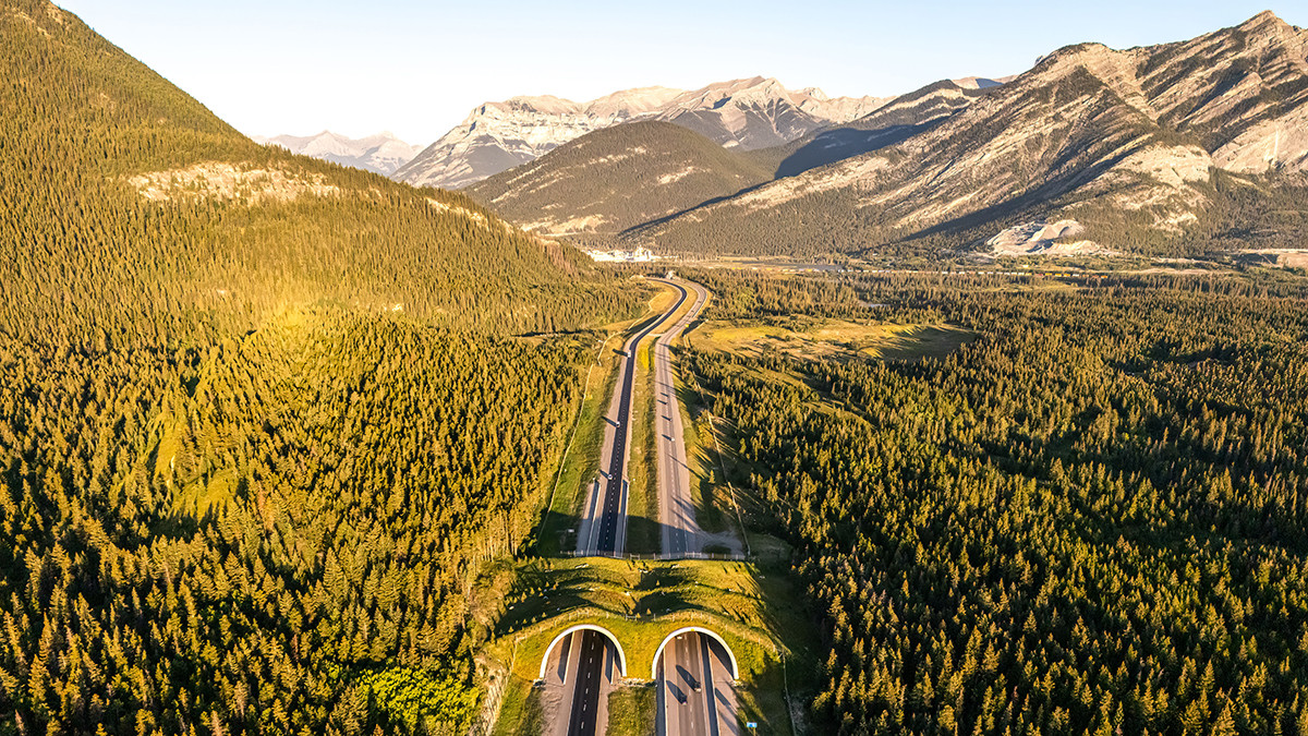Photo of the Peter Lougheed wildlife overpass 