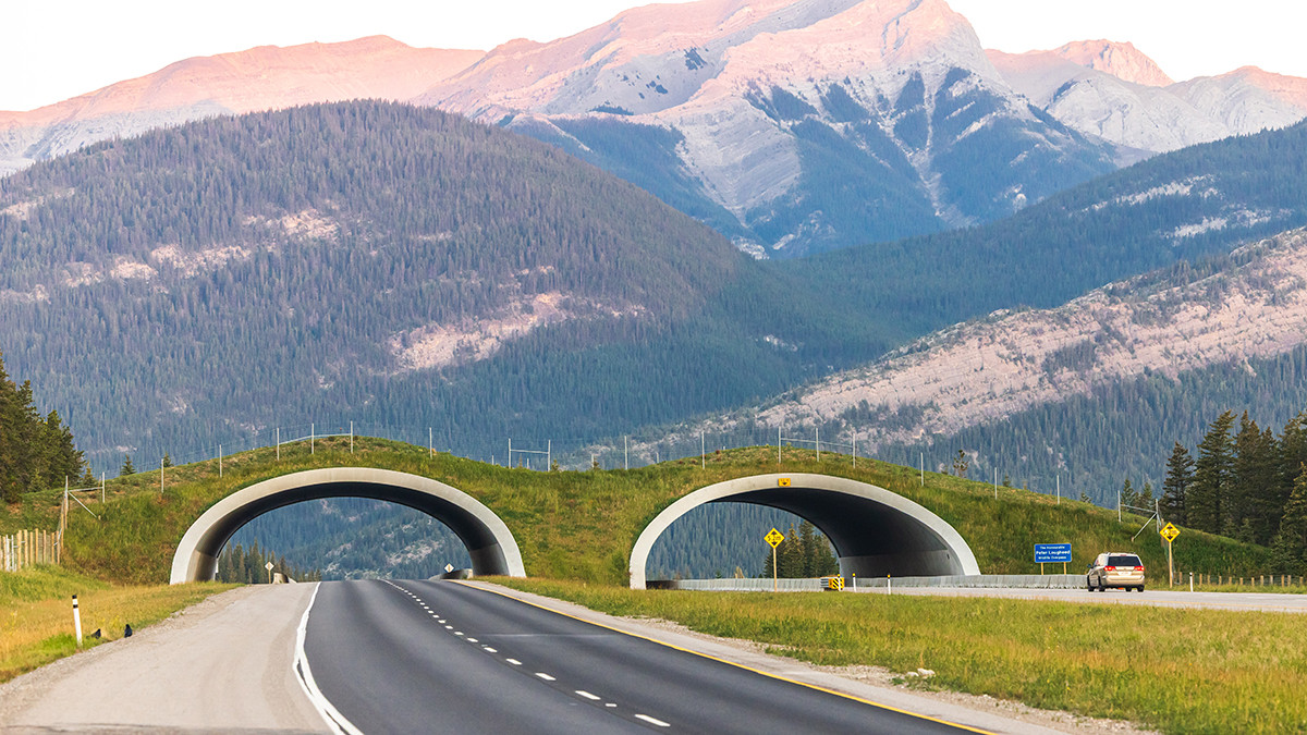 Photo of the Peter Lougheed wildlife overpass